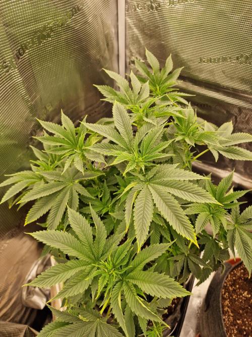 Chicken n’ Wafflez by Humboldt (HSC) #2. Week 7
