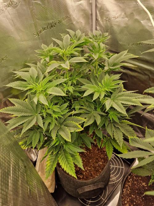 Chicken n’ Wafflez by Humboldt (HSC) #2. Week 7