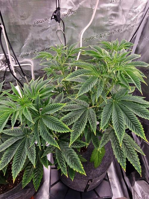 Mango sherbert by HSC. Week 7