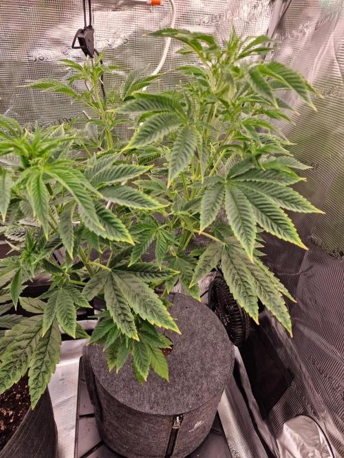 Mango sherbert by HSC. Week 7