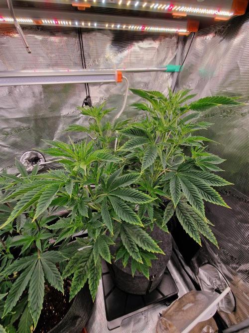 Mango sherbert by HSC. Week 7