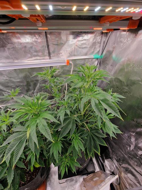 Mango sherbert by HSC. Week 7