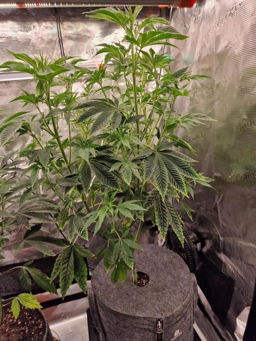 Mango sherbert by HSC. Week 7