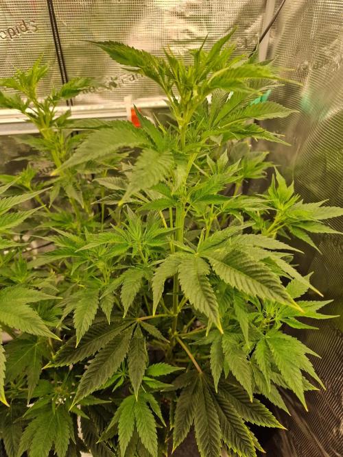 Mango sherbert by HSC. Week 7
