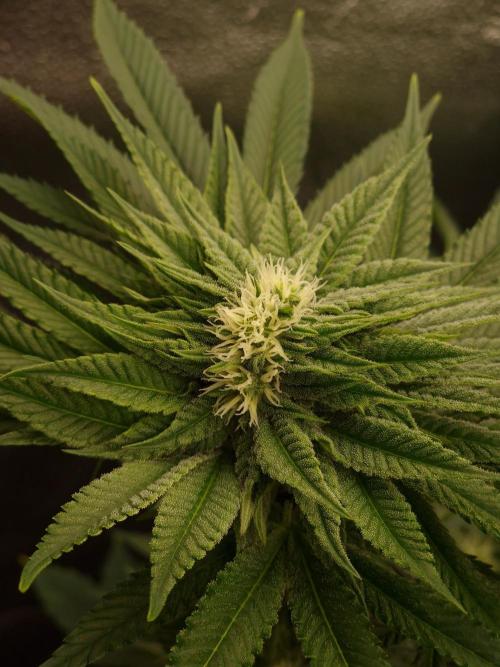 Candy Hustle by HSC. Week 10