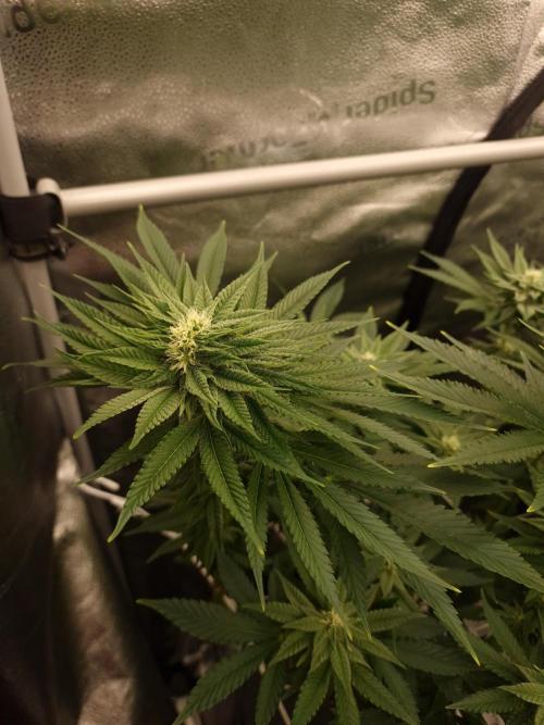 Candy Hustle by HSC. Week 10
