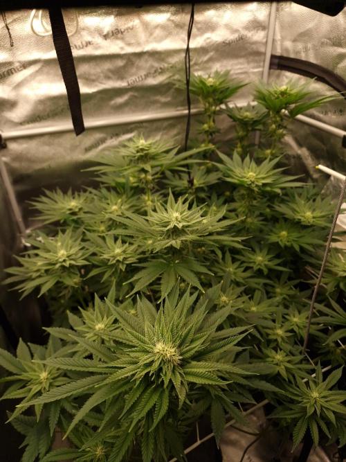 Candy Hustle by HSC. Week 10