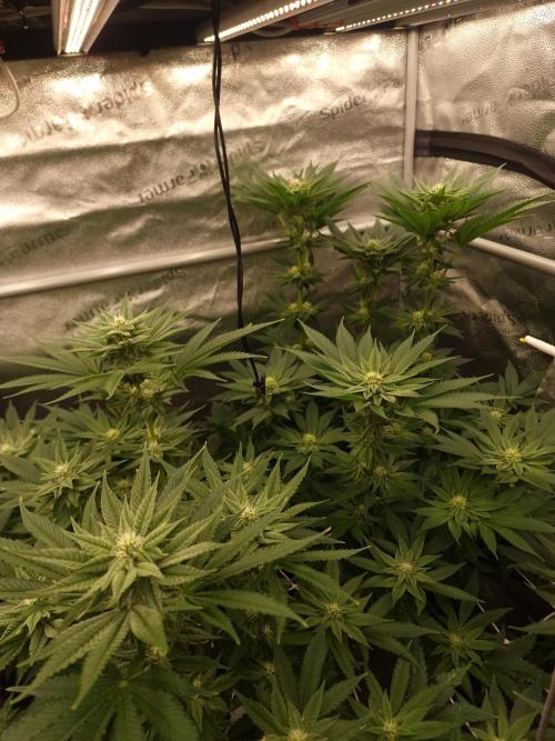Candy Hustle by HSC. Week 10