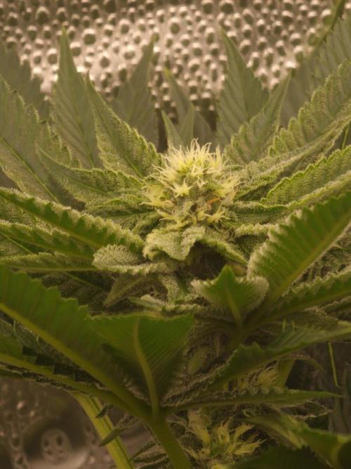 Candy Hustle by HSC. Week 10
