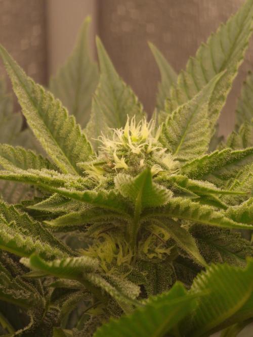 Candy Hustle by HSC. Week 10