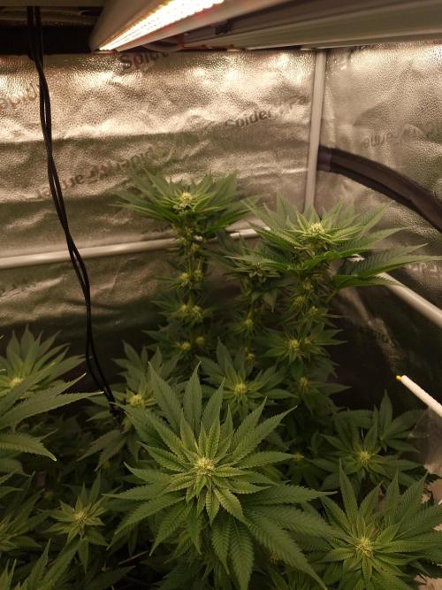 Candy Hustle by HSC. Week 10