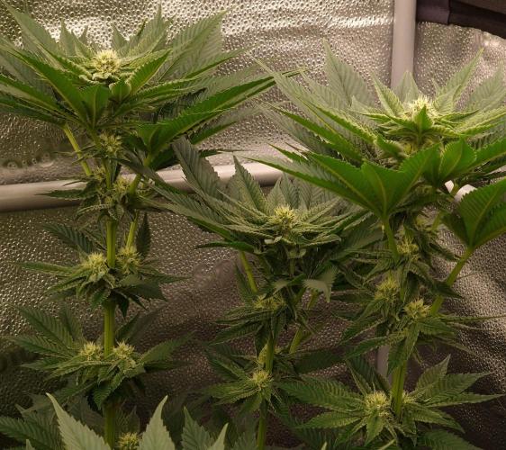 Candy Hustle by HSC. Week 10