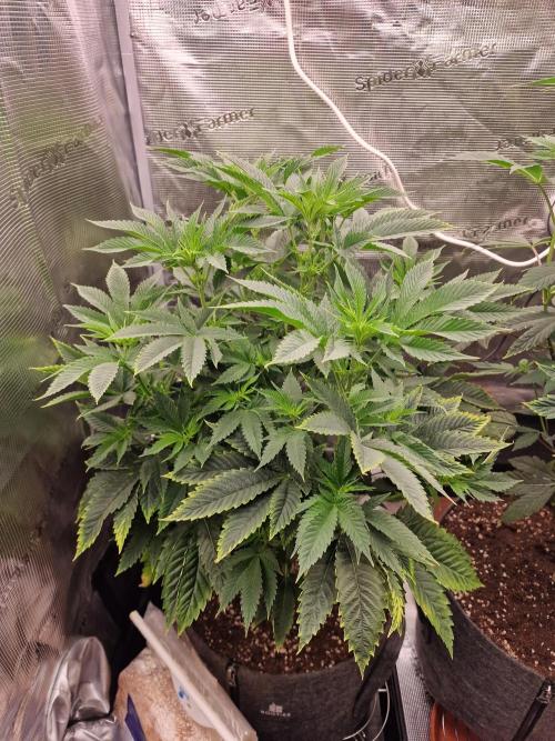 Chicken n’ Wafflez by Humboldt (HSC) #2. Week 8