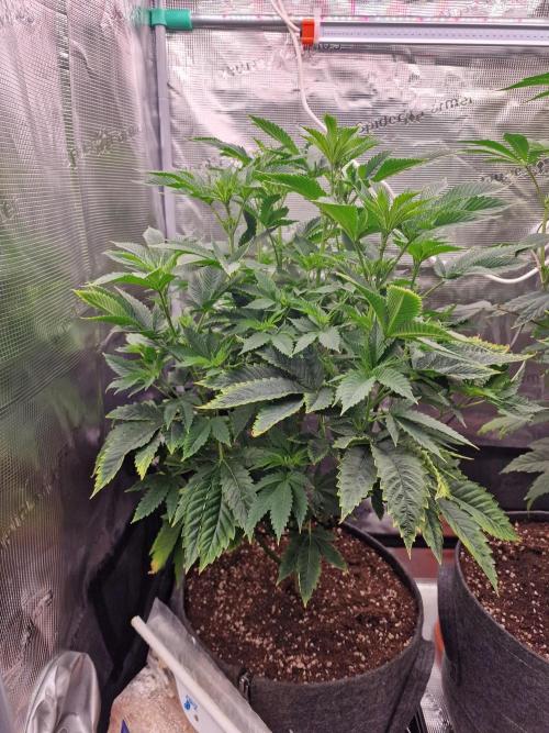 Chicken n’ Wafflez by Humboldt (HSC) #2. Week 8