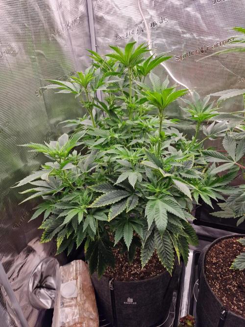 Chicken n’ Wafflez by Humboldt (HSC) #2. Week 8