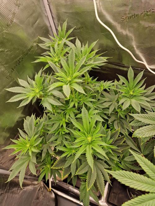 Chicken n’ Wafflez by Humboldt (HSC) #2. Week 8