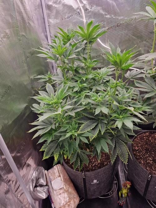 Chicken n’ Wafflez by Humboldt (HSC) #2. Week 8