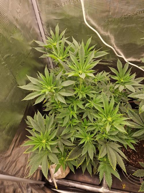 Chicken n’ Wafflez by Humboldt (HSC) #2. Week 8
