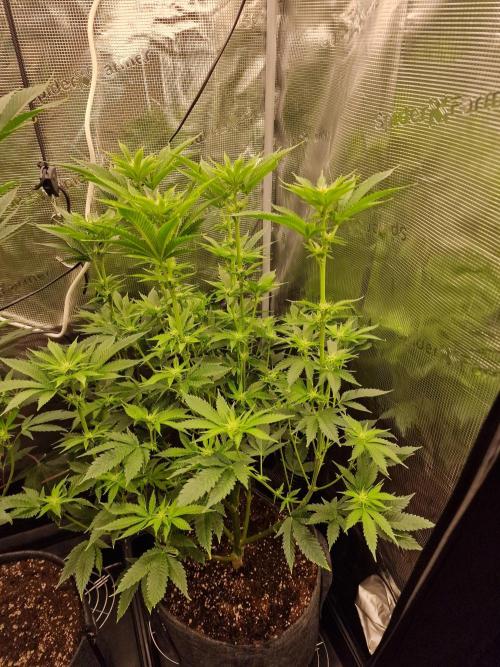 Chicken n’ Wafflez by Humboldt (HSC) #2. Week 8