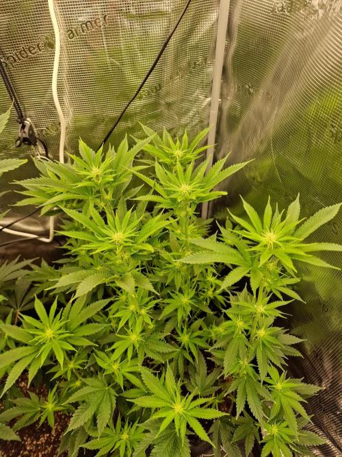Chicken n’ Wafflez by Humboldt (HSC) #2. Week 8