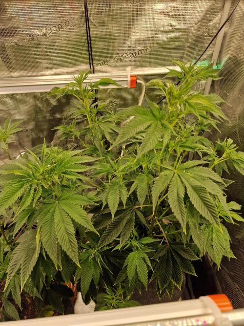 Mango sherbert by HSC. Week 8