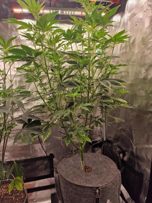 Mango sherbert by HSC. Week 8
