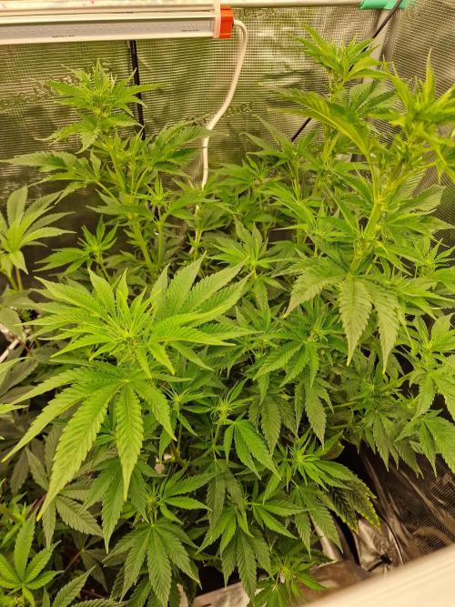 Mango sherbert by HSC. Week 8