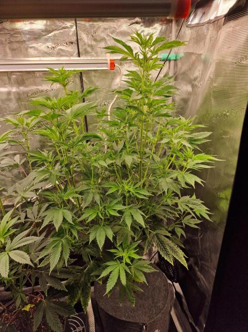 Mango sherbert by HSC. Week 8