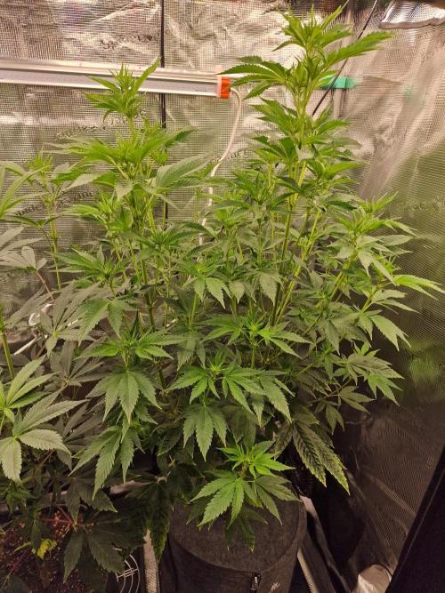 Mango sherbert by HSC. Week 8