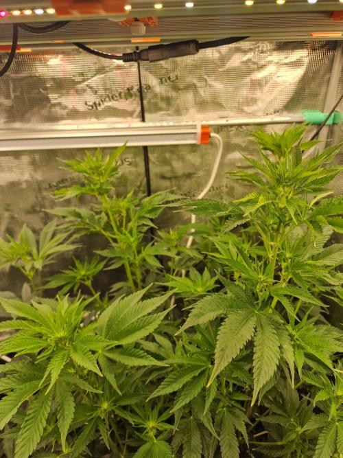 Mango sherbert by HSC. Week 8