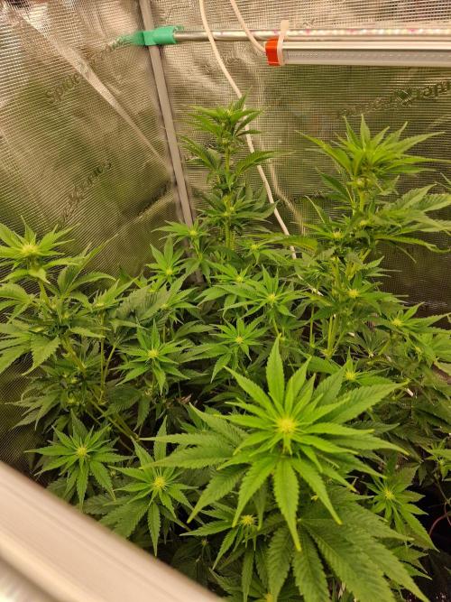 Mango sherbert by HSC. Week 8