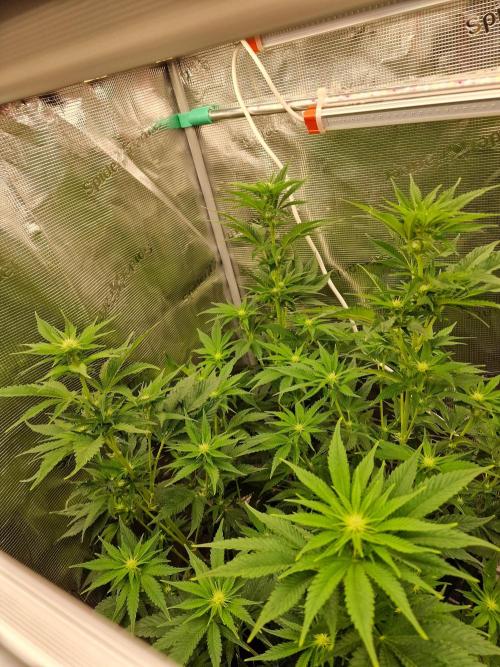 Mango Sherbert. Week 8