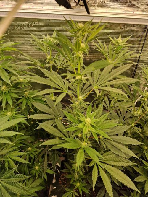 Nutter Budder (free gift) by HSC. Week 9