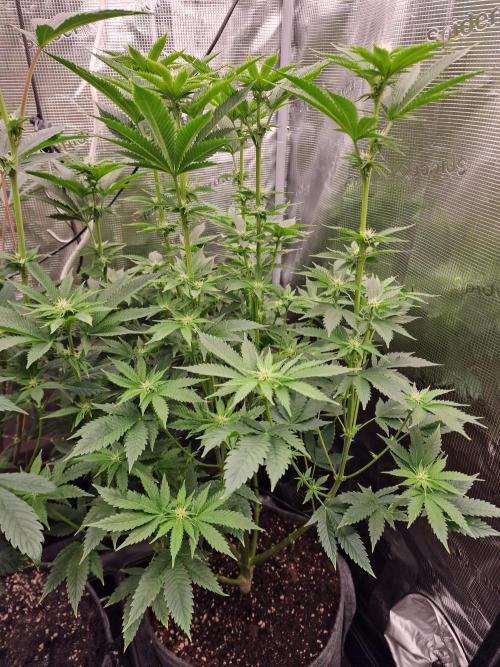 Chicken n’ Wafflez by Humboldt (HSC) #2. Week 9
