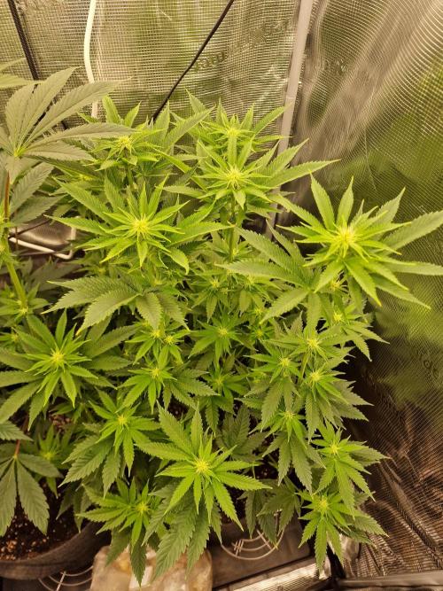 Chicken n’ Wafflez by Humboldt (HSC) #2. Week 9