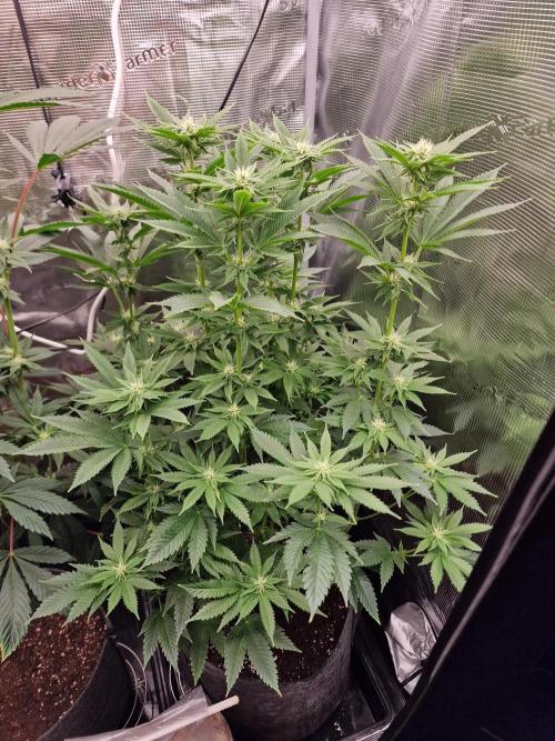 Chicken n’ Wafflez by Humboldt (HSC) #2. Week 9