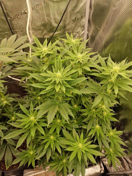 Chicken n’ Wafflez by Humboldt (HSC) #2. Week 9
