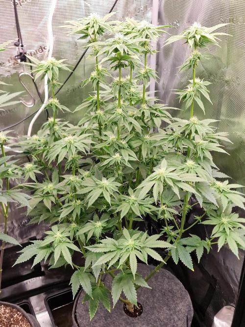Chicken n’ Wafflez by Humboldt (HSC) #2. Week 9