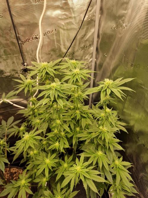 Chicken n’ Wafflez by Humboldt (HSC) #2. Week 9