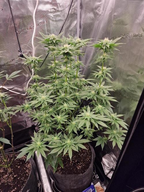 Chicken n’ Wafflez by Humboldt (HSC) #2. Week 9