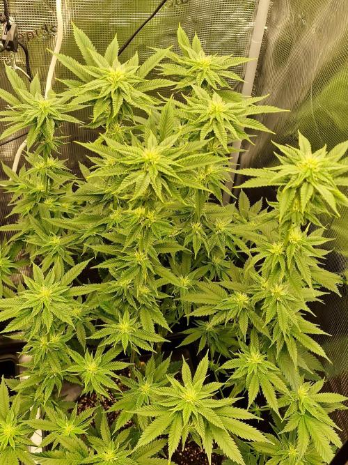 Chicken n’ Wafflez by Humboldt (HSC) #2. Week 9