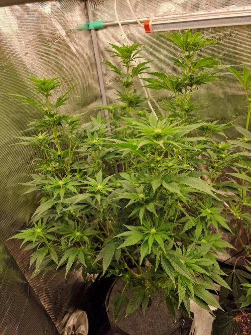Mango sherbert by HSC. Week 9
