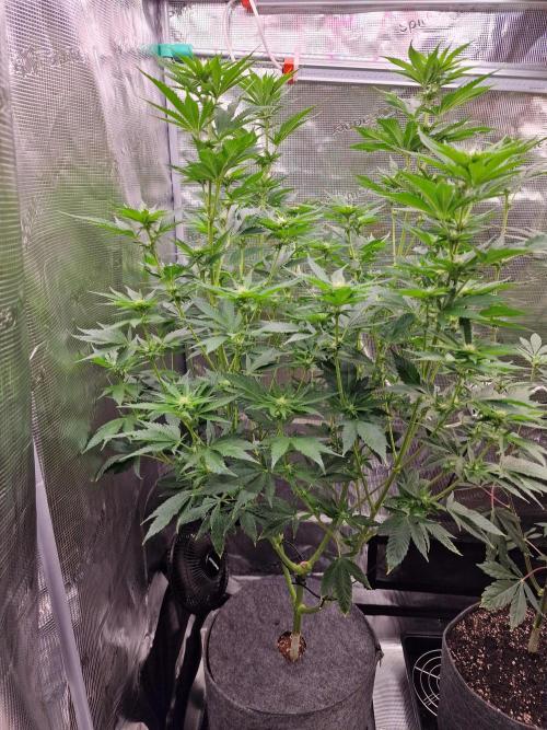 Mango sherbert by HSC. Week 9