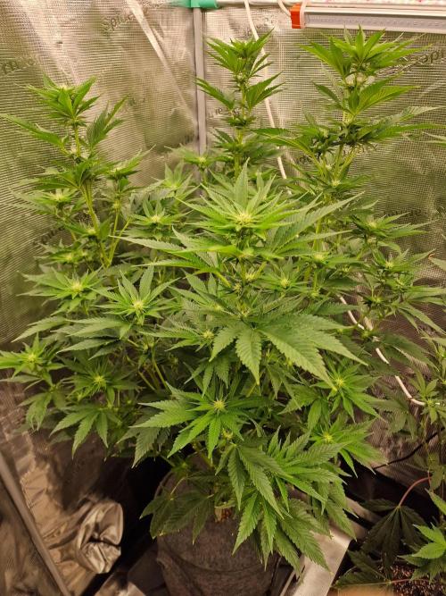 Mango sherbert by HSC. Week 9