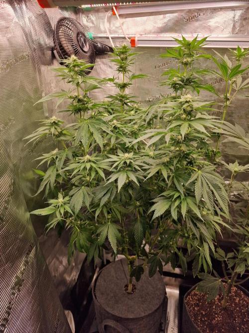 Mango sherbert by HSC. Week 9
