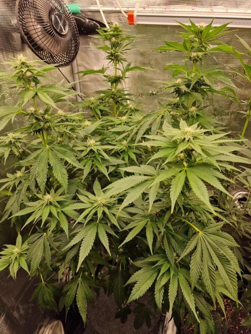 Mango sherbert by HSC. Week 9