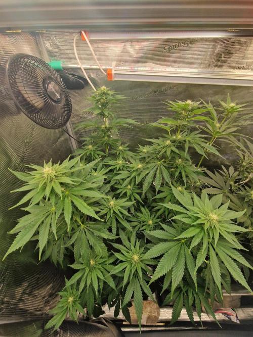 Mango sherbert by HSC. Week 9