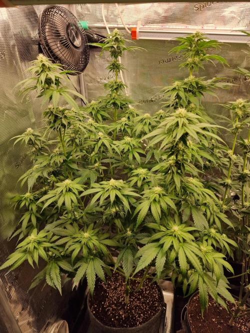 Mango sherbert by HSC. Week 9