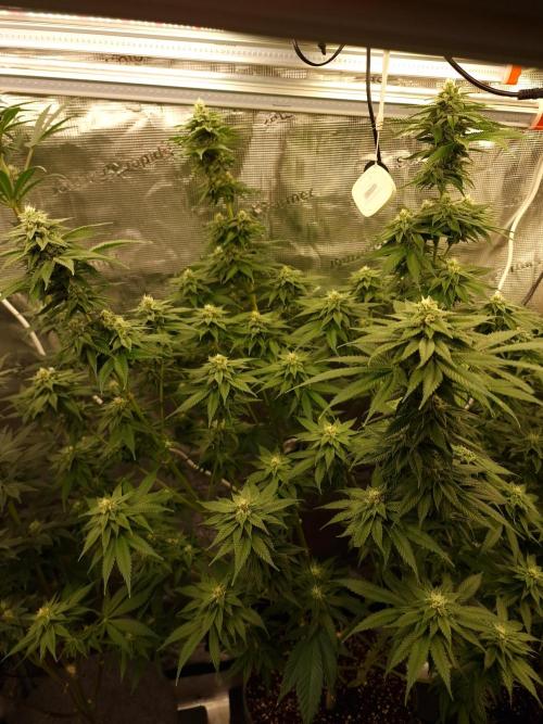 Candy Hustle by HSC. Week 11