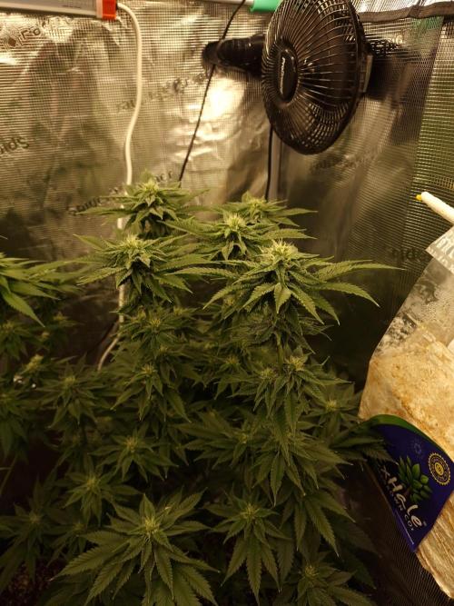 Candy Hustle by HSC. Week 11